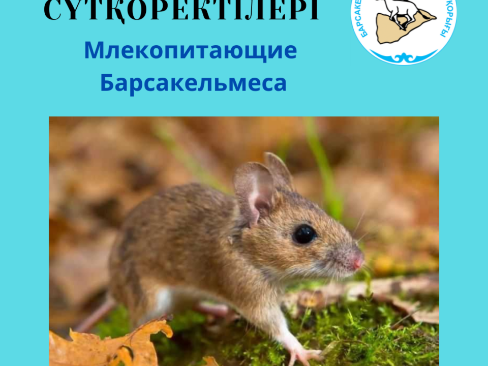 Қызылқұйрық құмтышқан