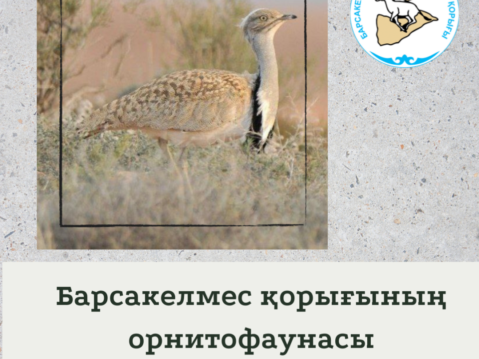 Джек - дуадақ
