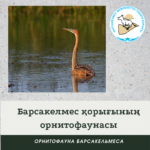 Жирен құтан
