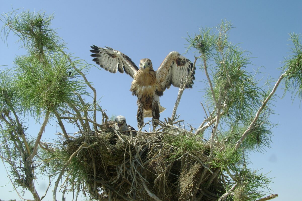 КУРГАННИК - BUTEO RUFINUS
