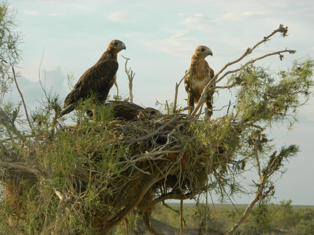 ТІЛЕМІШ - BUTEO RUFINUS