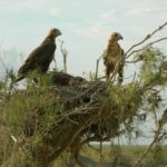 ТІЛЕМІШ - BUTEO RUFINUS