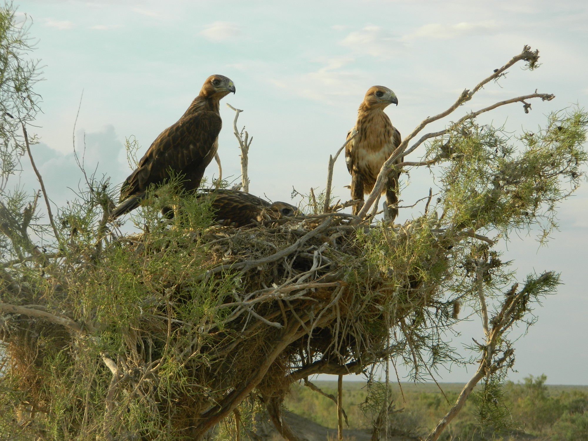 ТІЛЕМІШ - BUTEO RUFINUS