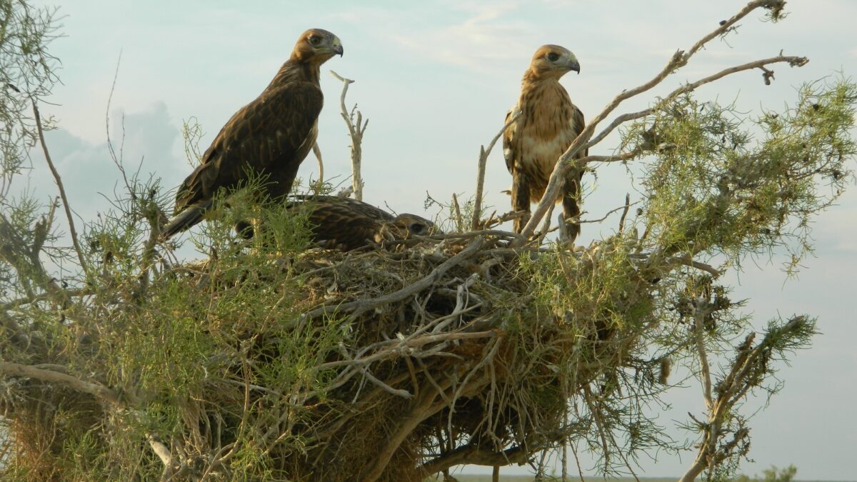КУРГАННИК - BUTEO RUFINUS