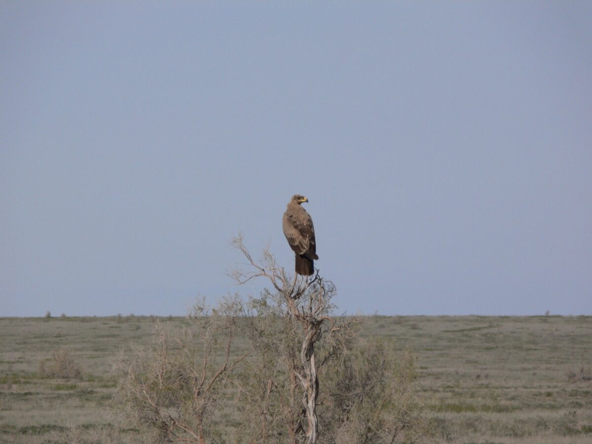 Степной орел - Aquila nipalensis