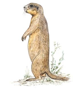 Саршұнақ Spermophilus fulvus