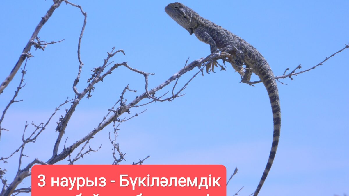 3 наурыз – Бүкіләлемдік жабайы табиғат күні