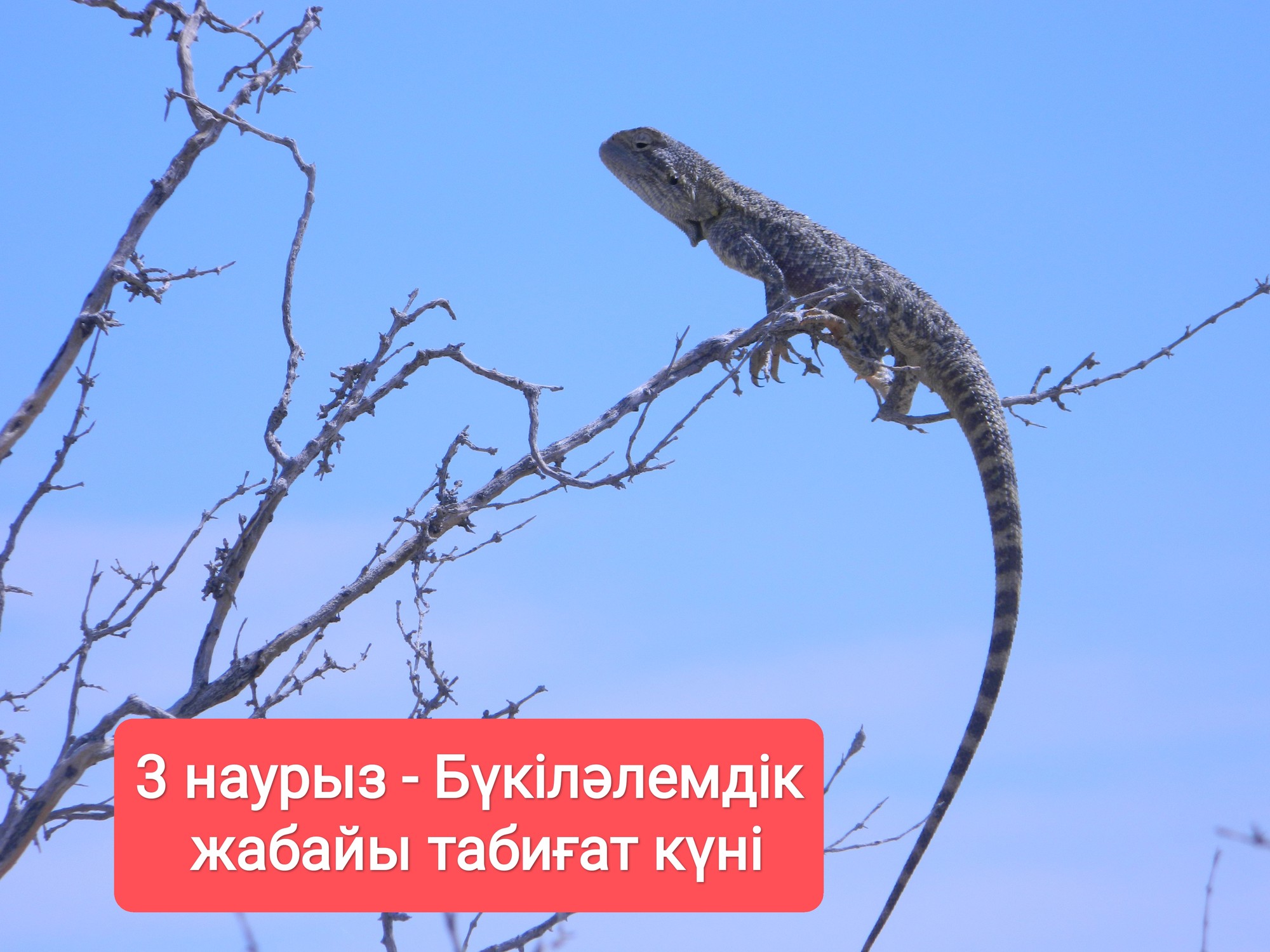 3 наурыз – Бүкіләлемдік жабайы табиғат күні