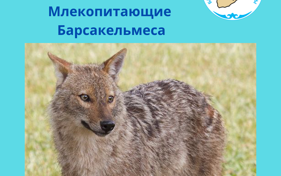 Шибөрі