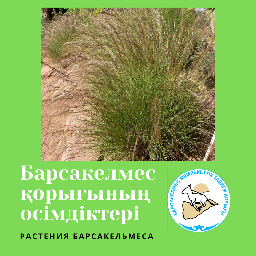 Триостренница