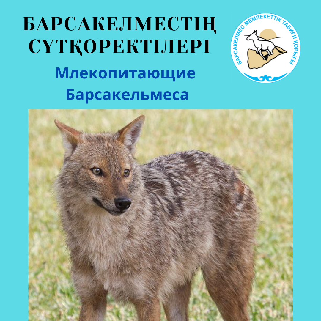 Шакал