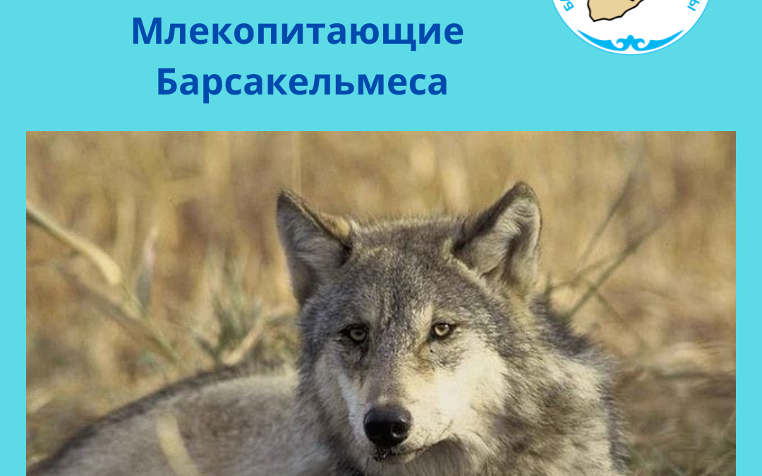Волк