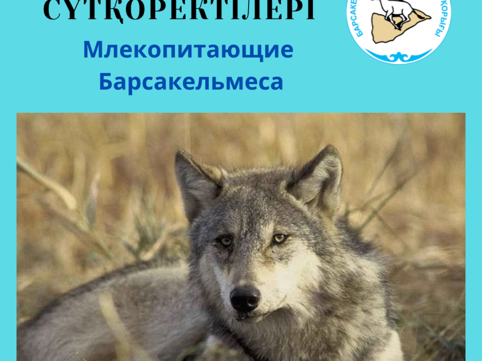 Волк