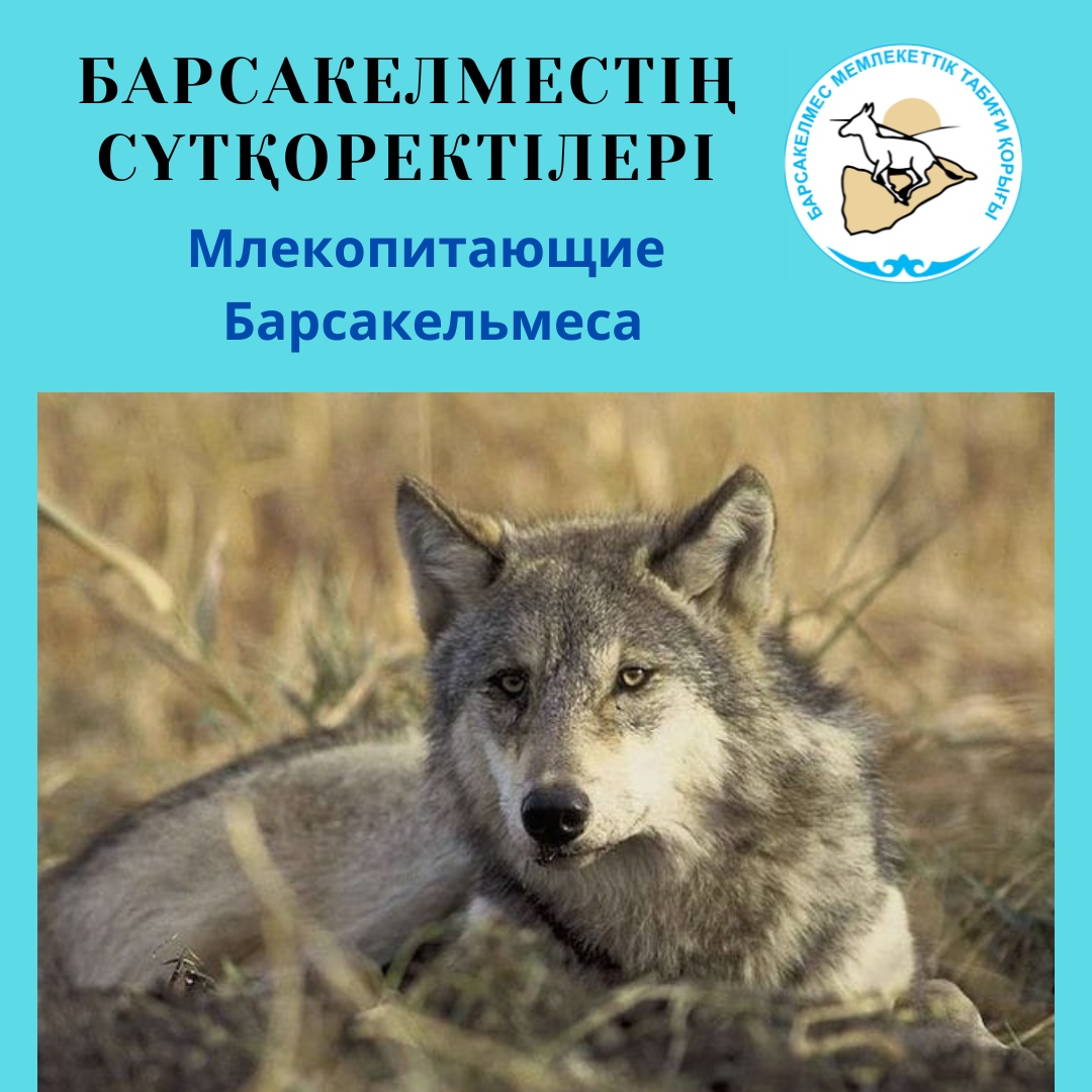 Волк