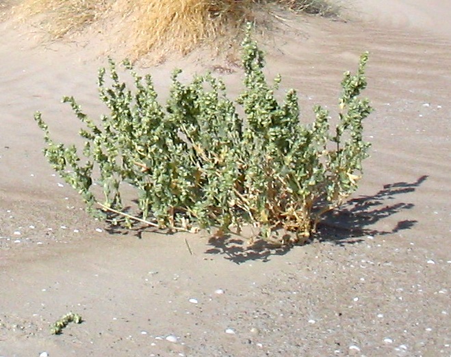 Пратов көкпегі - Atriplex pratovii