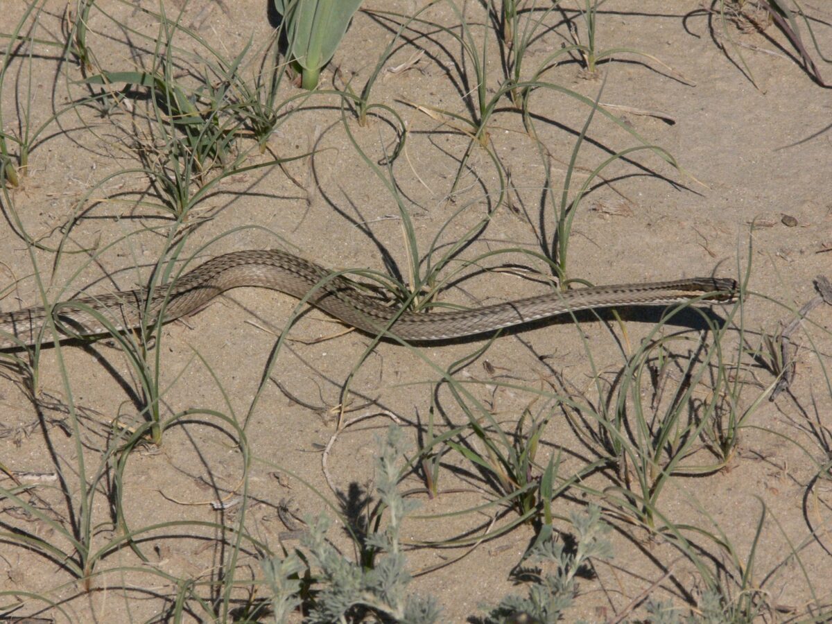 Оқ жылан – Psammophis lineolatus
