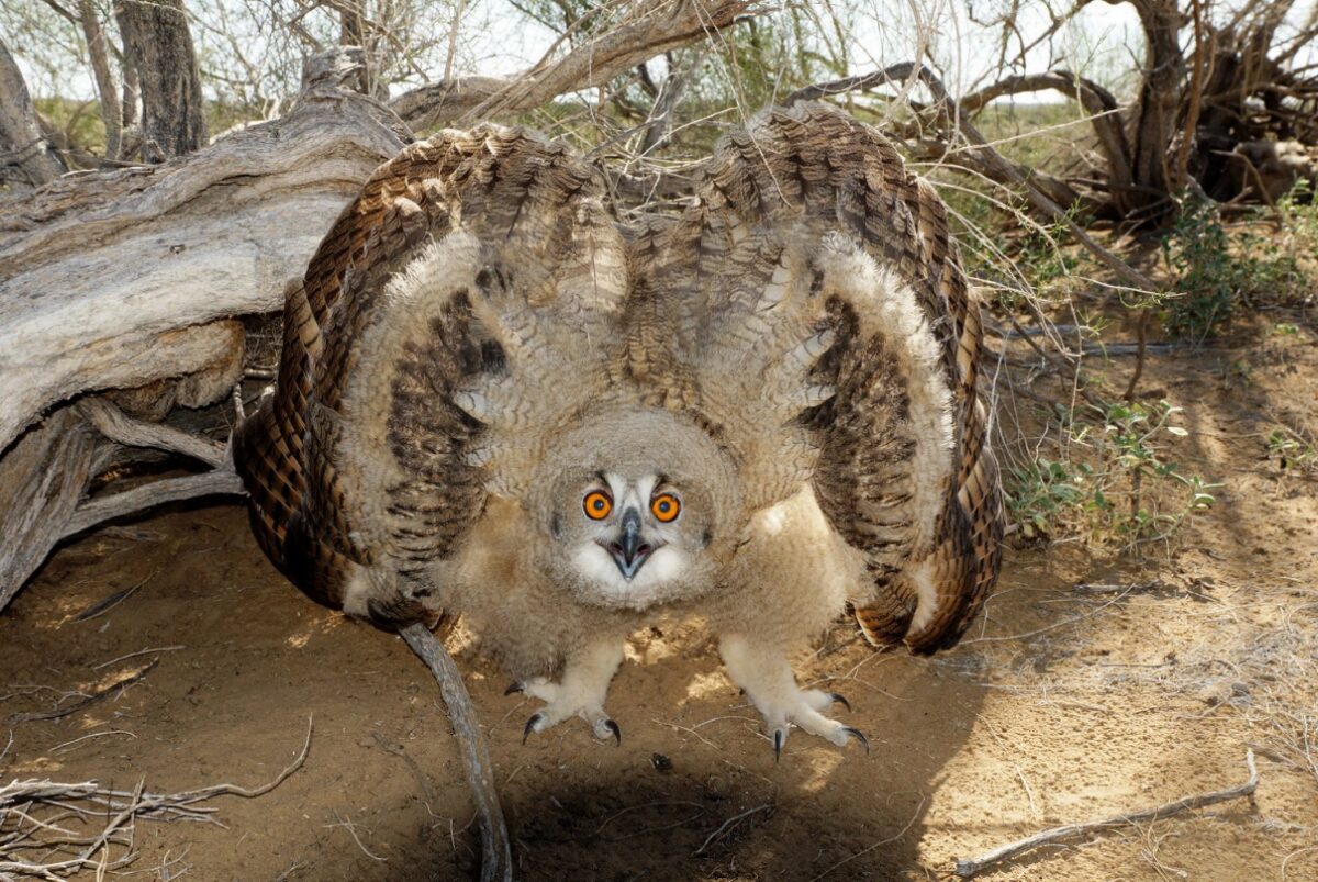 Үкі Bubo bubo