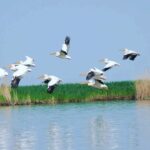 Сегодня - Всемирный день ВОДНО-БОЛОТНЫХ УГОДЬИ!