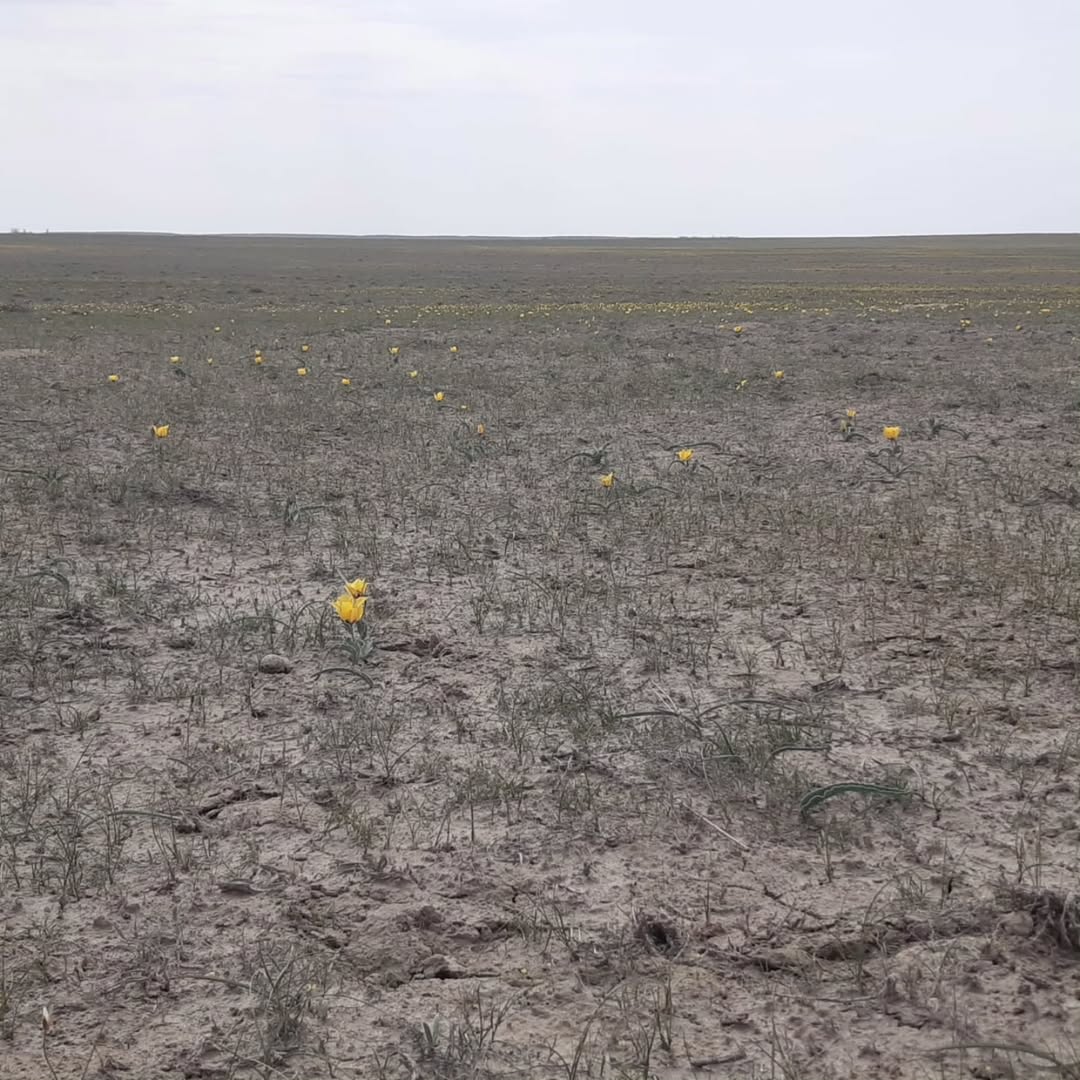 Всемирный день охраны окружающей среды