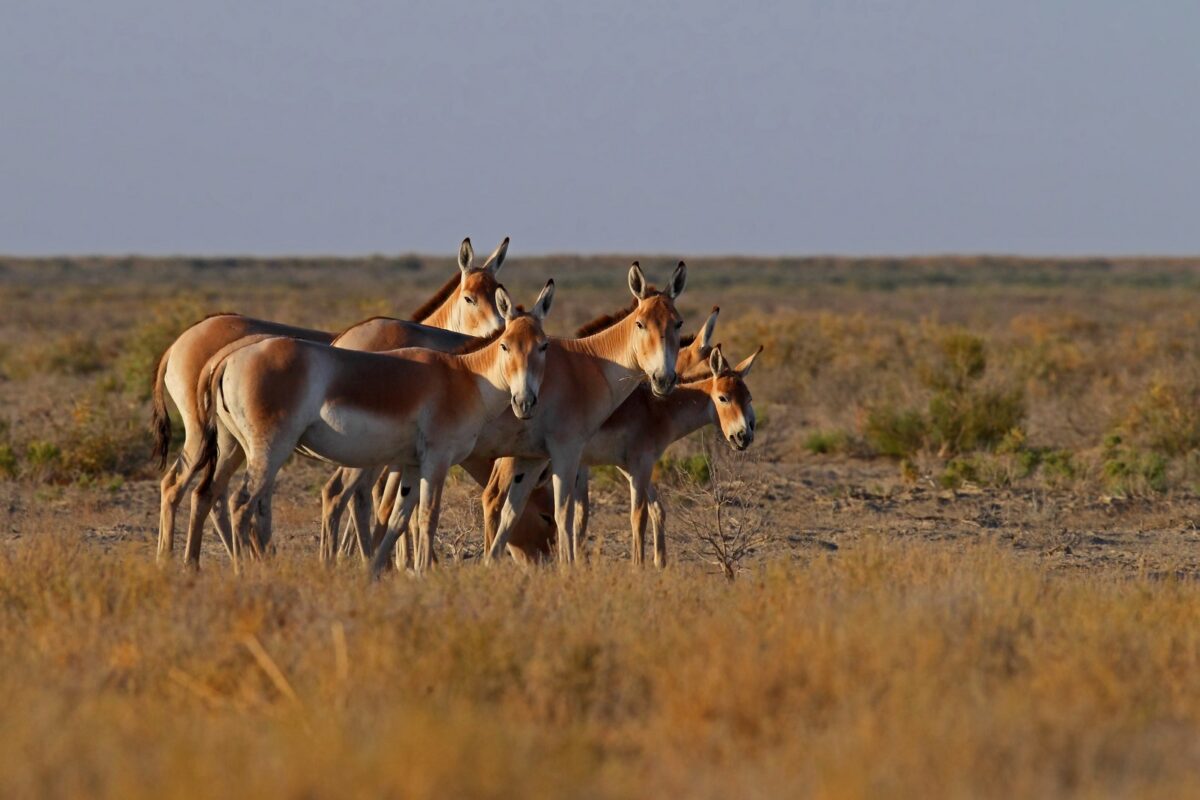 Туркменский кулан - Equus hemionus onager