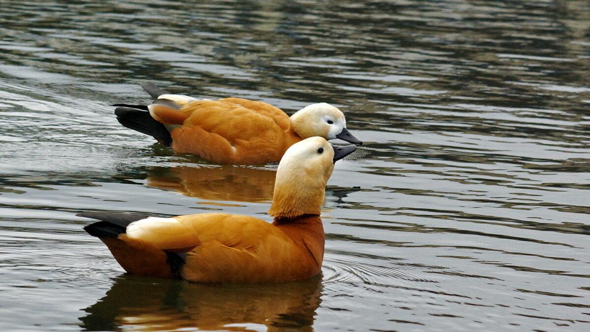 Огарь – Tadorna ferruginea