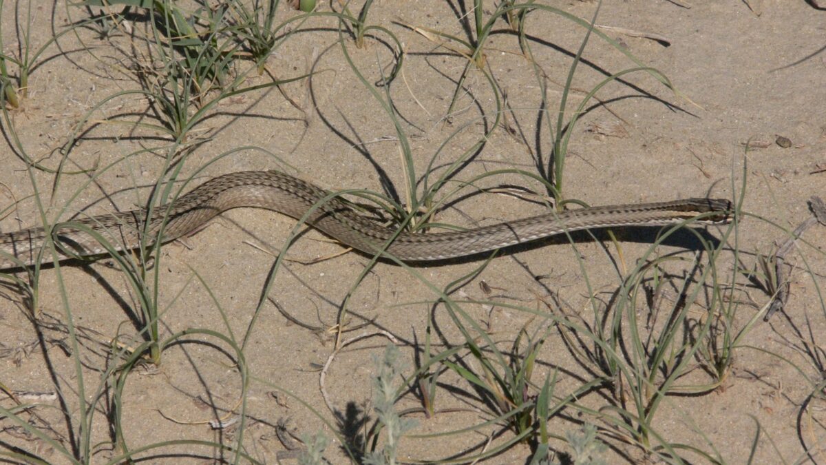 Стрела змея – Psammophis lineolatus