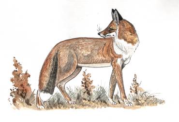 Лисица Vulpes vulpes