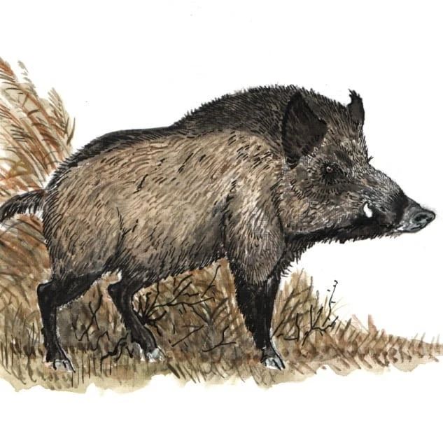 Кабан (Sus scrofa)
