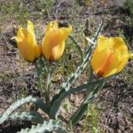 Тюльпан Борщова (Tulipa borszczowii)