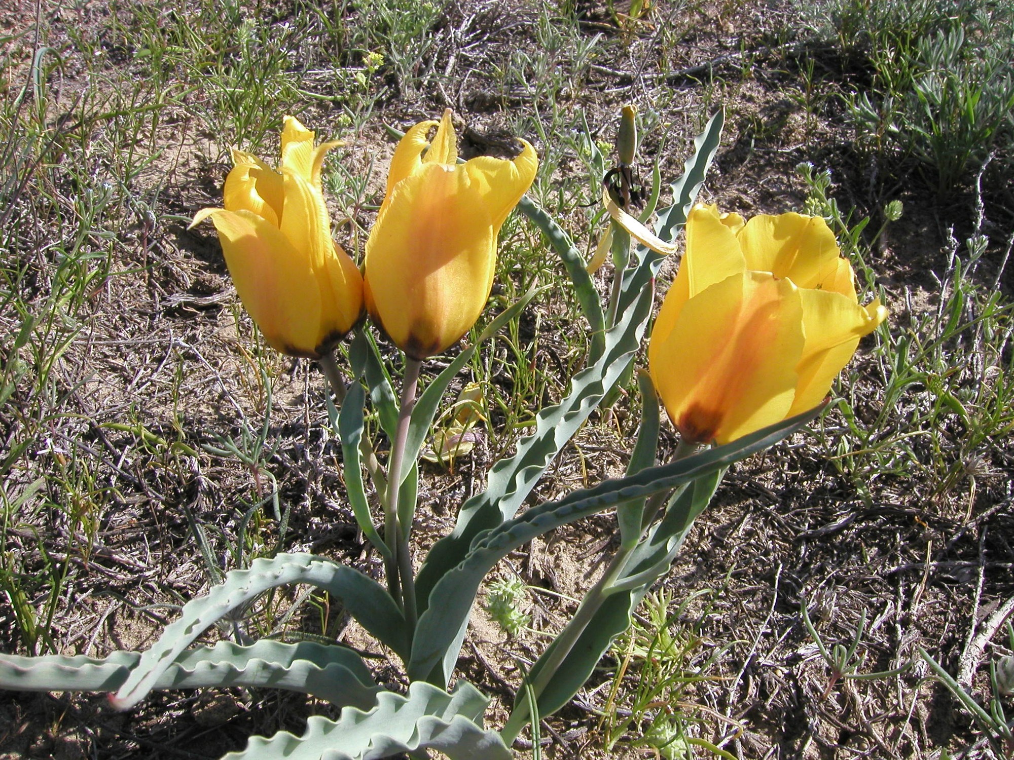 Тюльпан Борщова (Tulipa borszczowii)