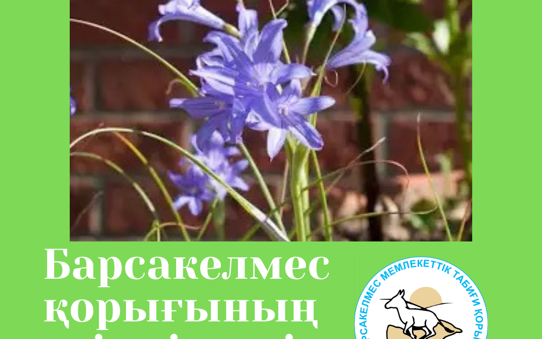 Иксиолирион татарский