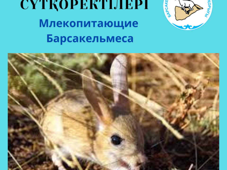 Тарбаганчик