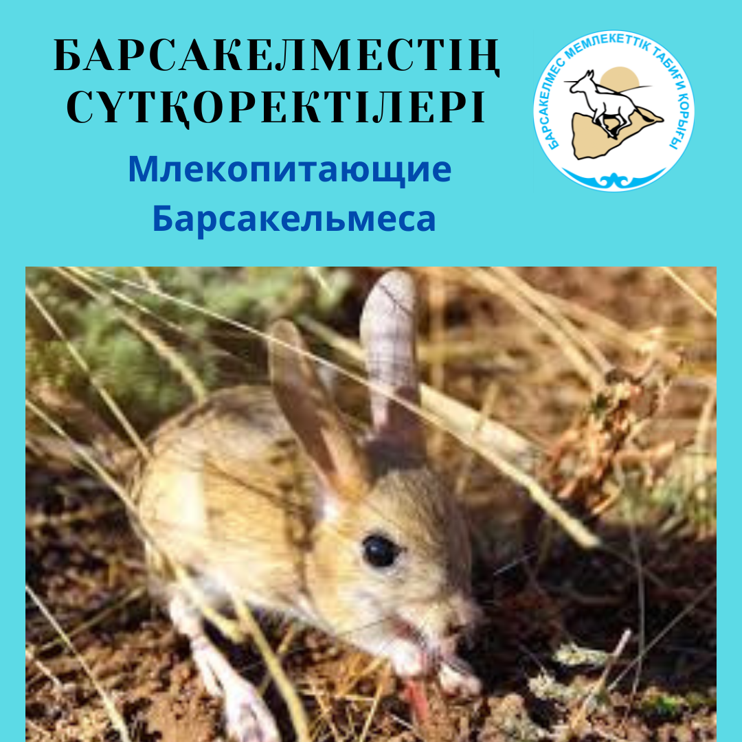 Тарбаганчик