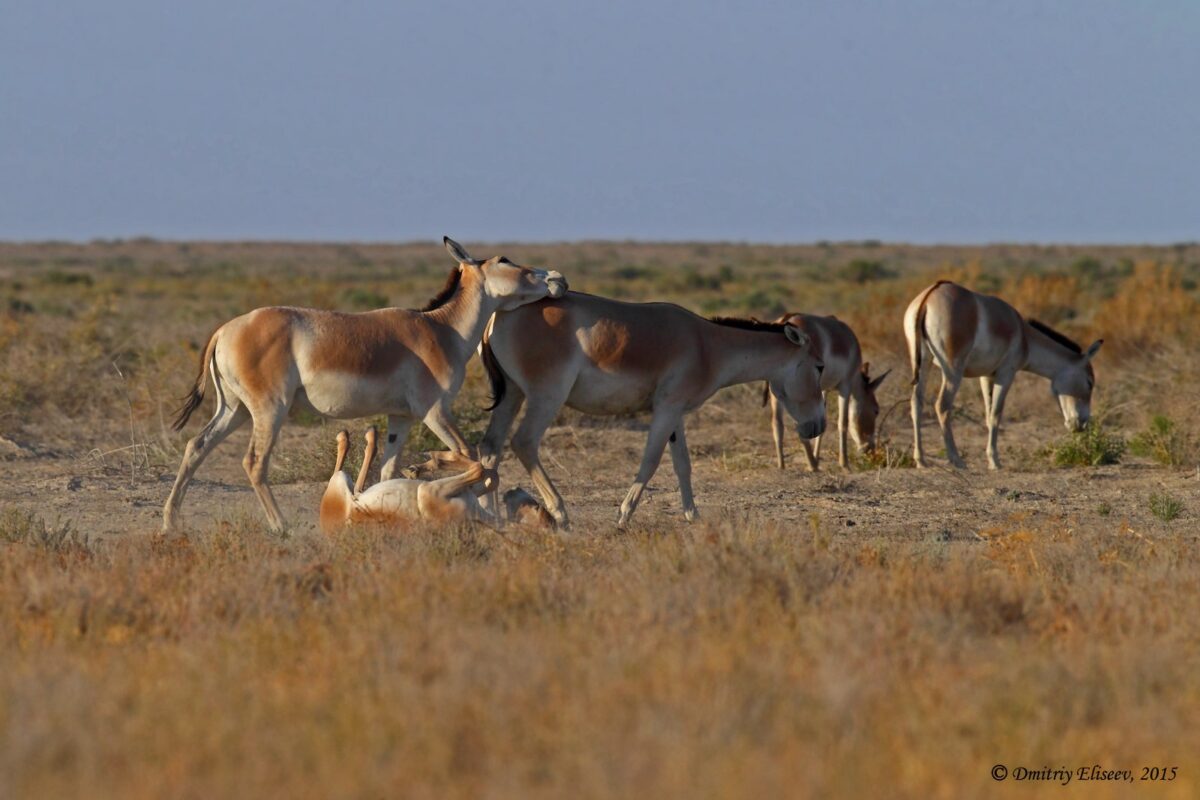 Түркімен құланы - Equus hemionus onager
