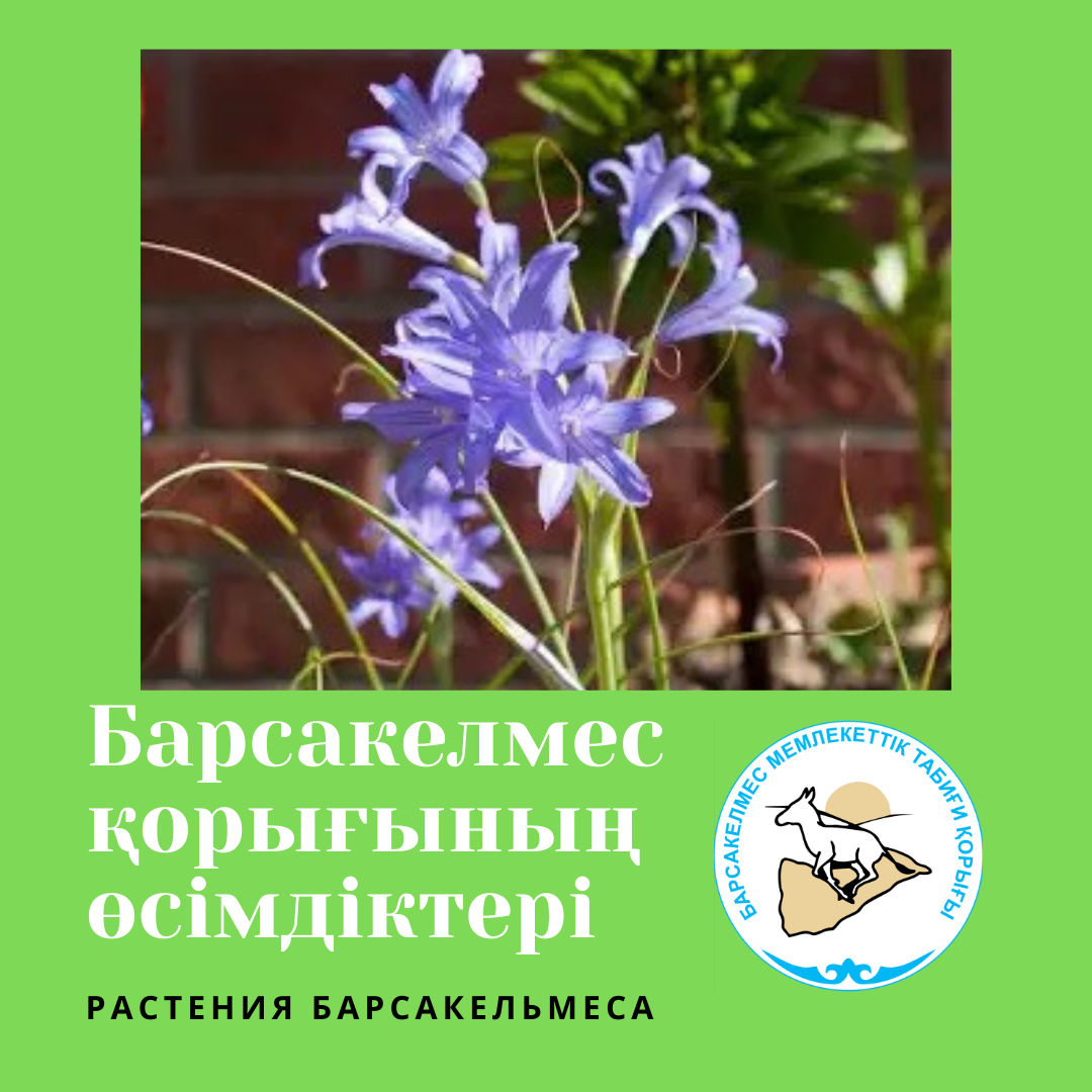 Иксиолирион татарский