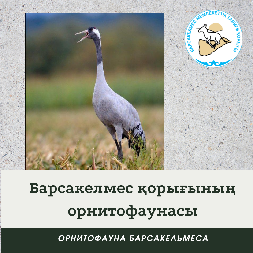 Сұр тырна