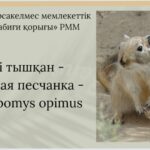 Кісі тышқан - Большая песчанка - Rhombomys opimus