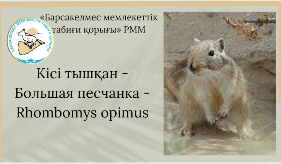 Кісі тышқан - Большая песчанка - Rhombomys opimus