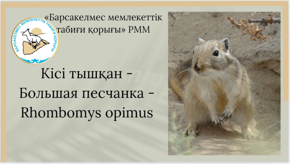 Кісі тышқан - Большая песчанка - Rhombomys opimus
