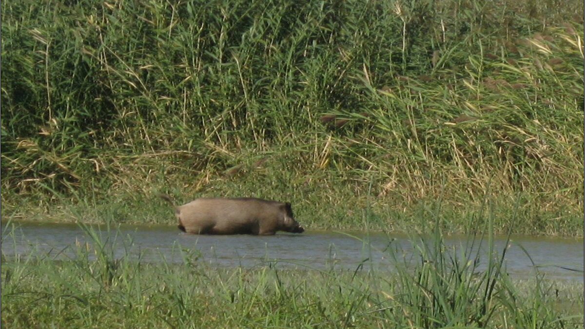 Қабан Sus scrofa