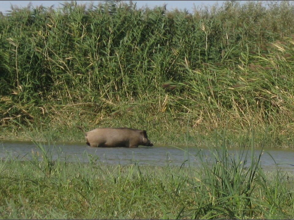 Қабан Sus scrofa