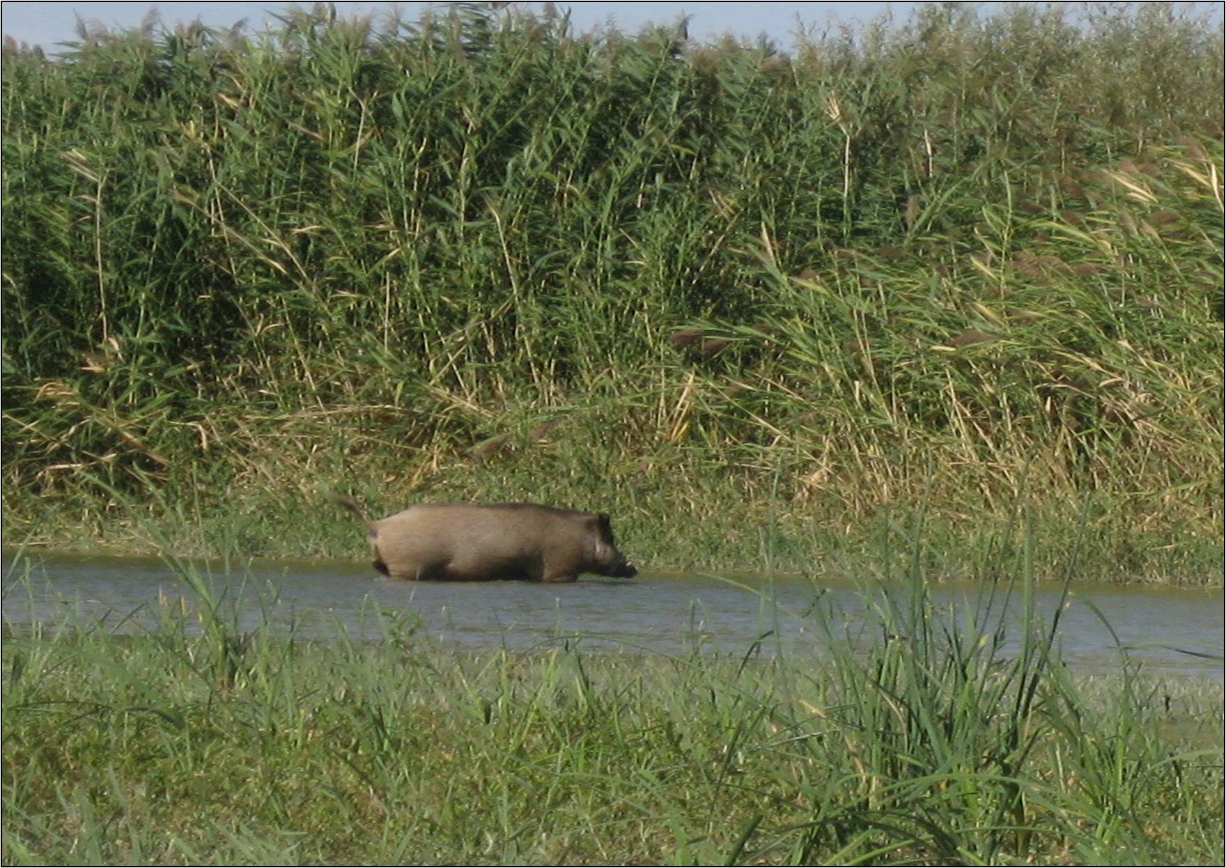 Қабан Sus scrofa