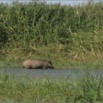 Кабан Sus scrofa