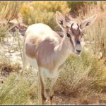 Қарақұйрық - Gazella subgutturosa