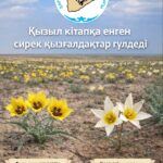 В Барсакельмесском заповеднике зацвели краснокнижные тюльпаны!