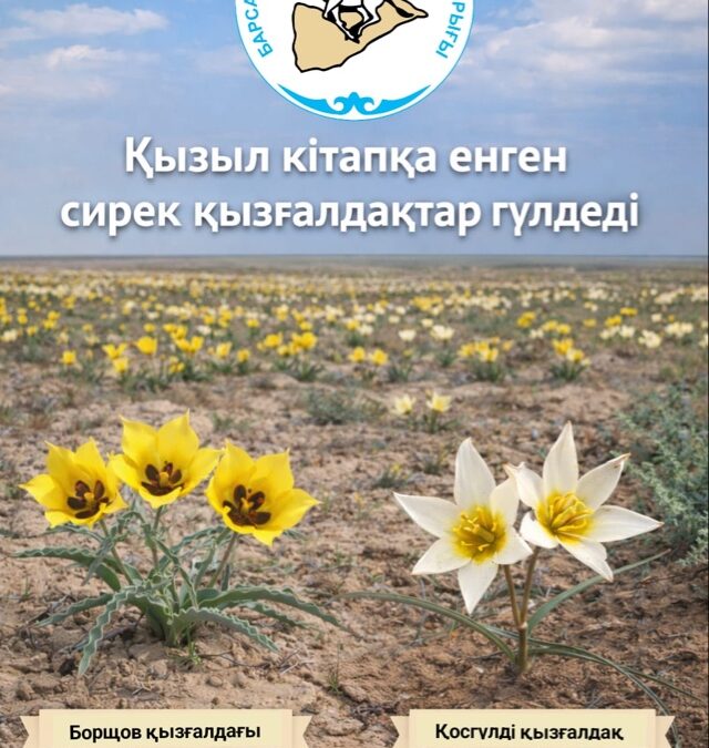 В Барсакельмесском заповеднике зацвели краснокнижные тюльпаны!