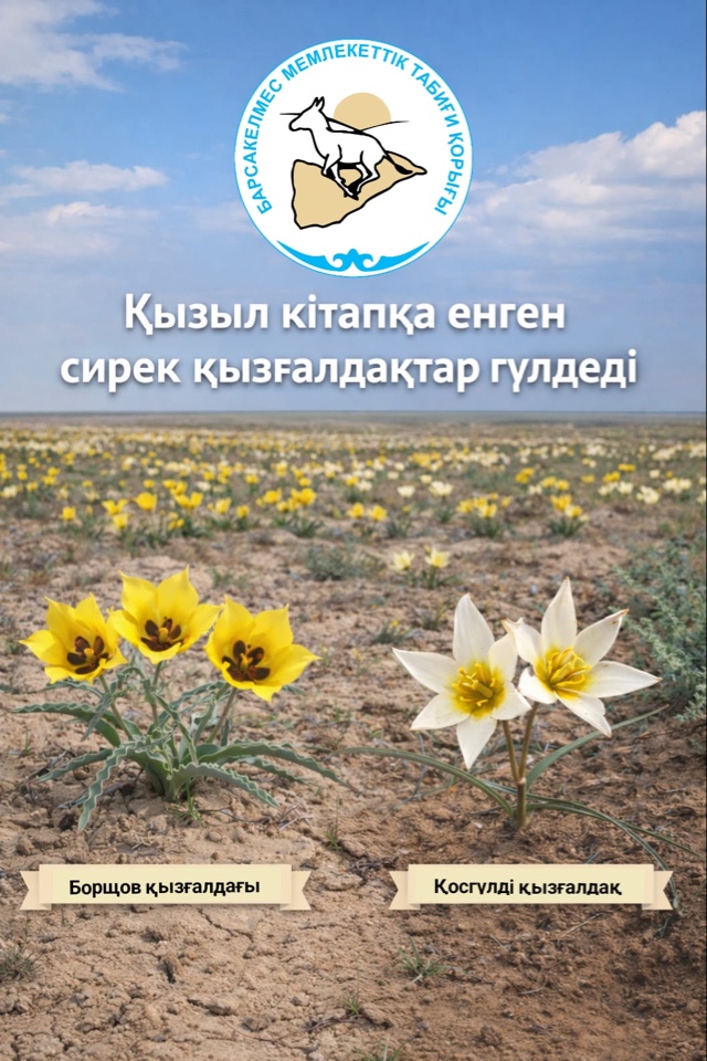 В Барсакельмесском заповеднике зацвели краснокнижные тюльпаны!