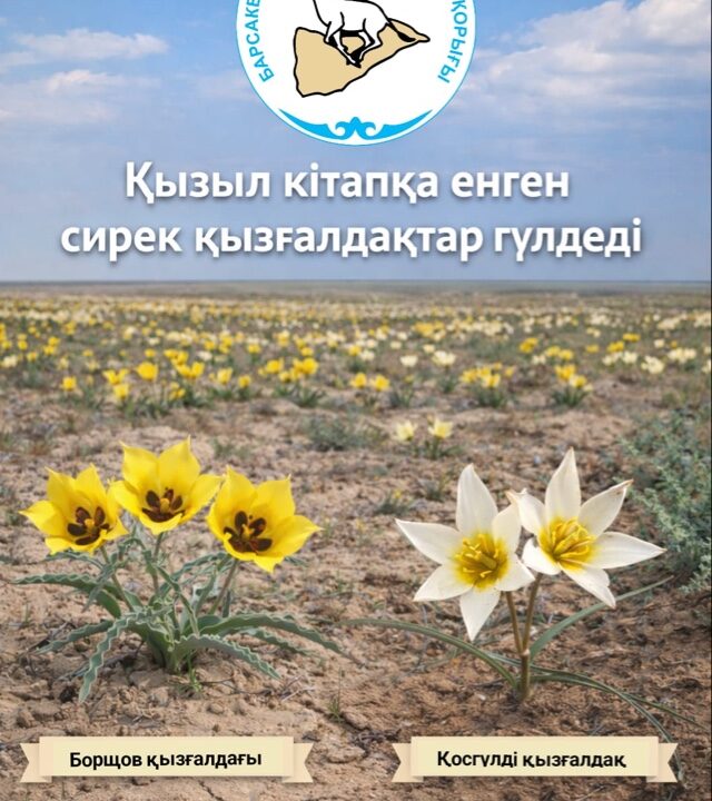 Барсакелмес қорығында Қызыл кітапқа енген қызғалдақтар гүлдеді!