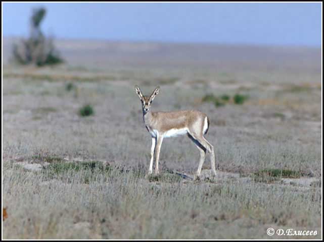 Қарақұйрық - Gazella subgutturosa