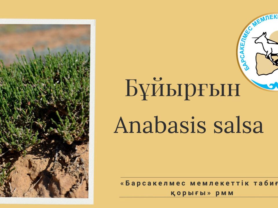 Бұйырғын (Anabasis salsa)